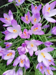 Pat 01 Voorjaar komt eraan